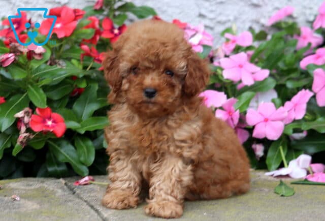 Dixie Toy Poodle image