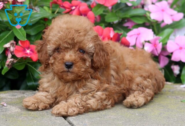 Dixie Toy Poodle2 image