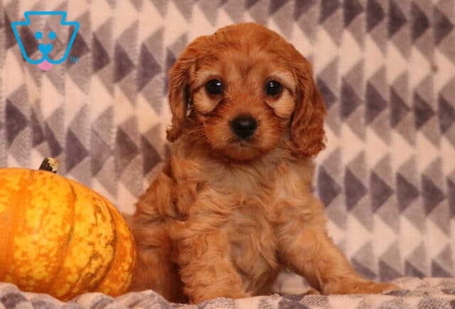 Dolly Cavapoo image