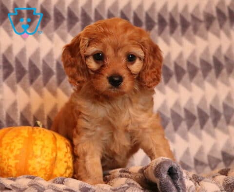 Dolly Cavapoo2