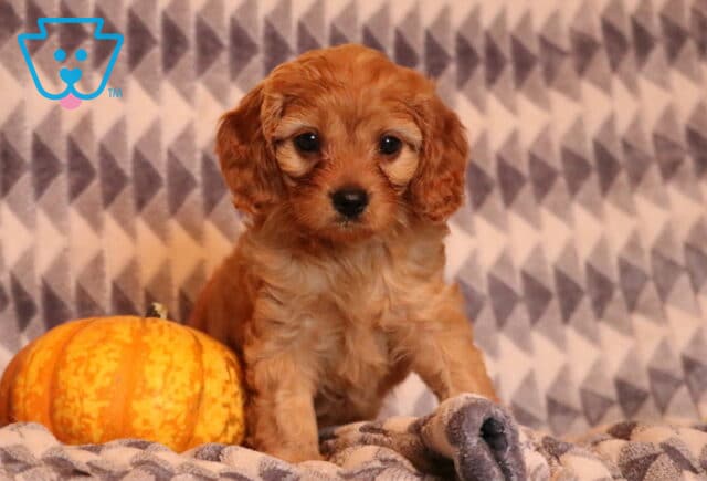 Dolly Cavapoo2 image