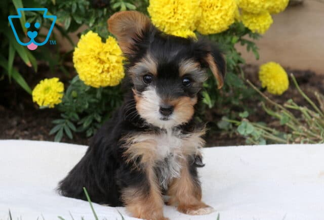 Dolly Yorkie image
