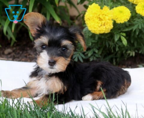 Dolly Yorkie2