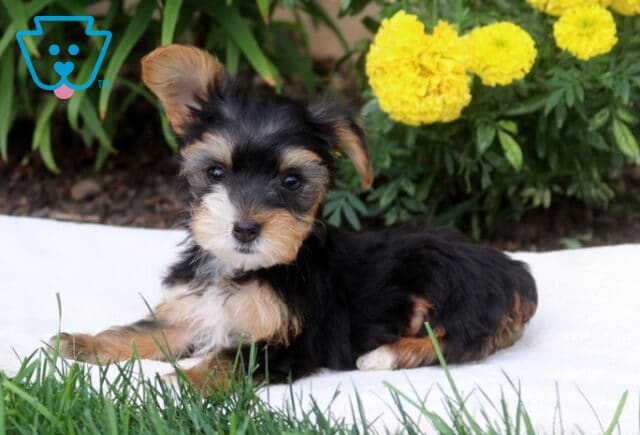 Dolly Yorkie2 image