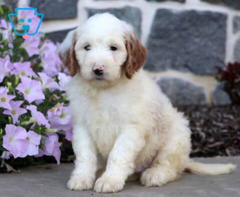 Domino Mini Goldendoodle