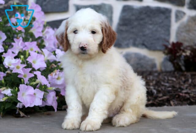 Domino Mini Goldendoodle image