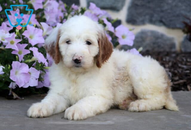 Domino Mini Goldendoodle2 image