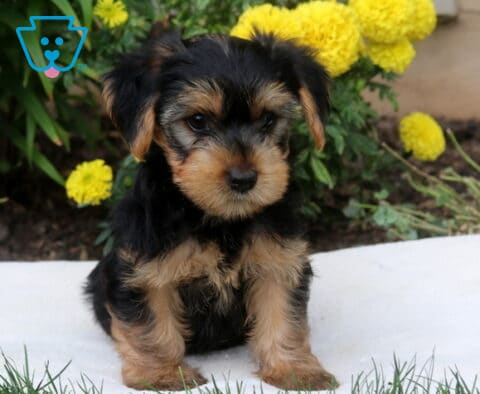 Domino Yorkie