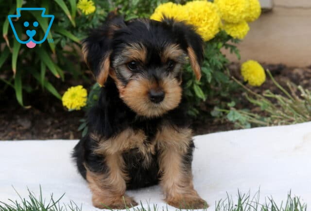 Domino Yorkie image