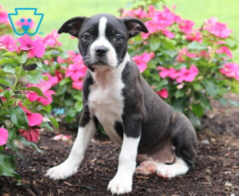 Dori Boston Mix