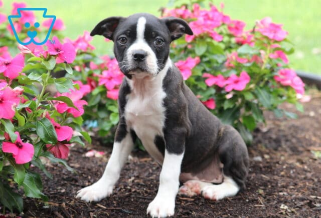 Dori Boston Mix image