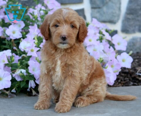 Dori Mini Goldendoodle