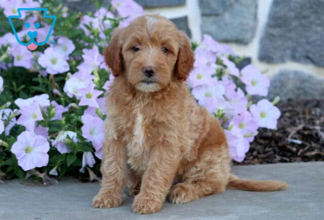 Dori Mini Goldendoodle image