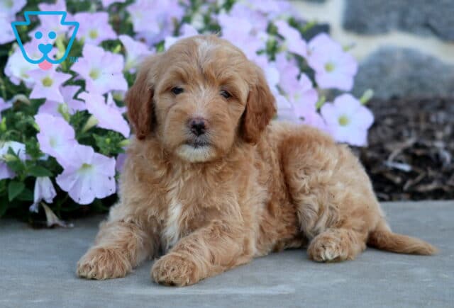 Dori Mini Goldendoodle2 image