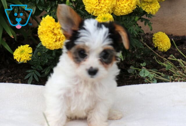 Dori Yorkie image