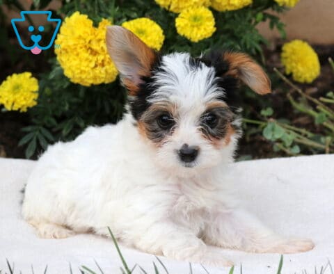 Dori Yorkie2