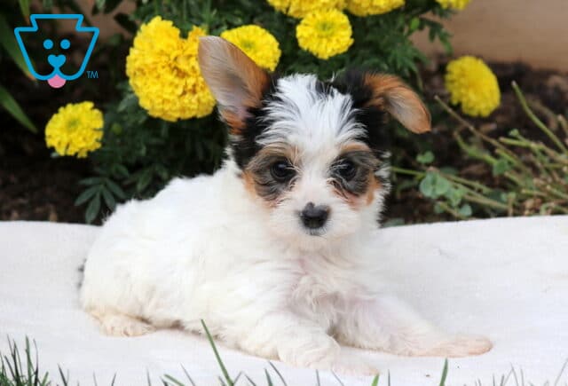 Dori Yorkie2 image