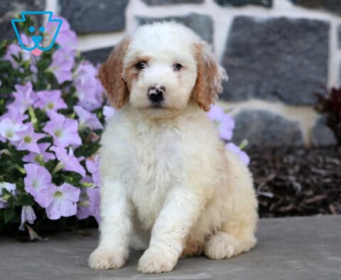 Dougie MIni Goldendoodle