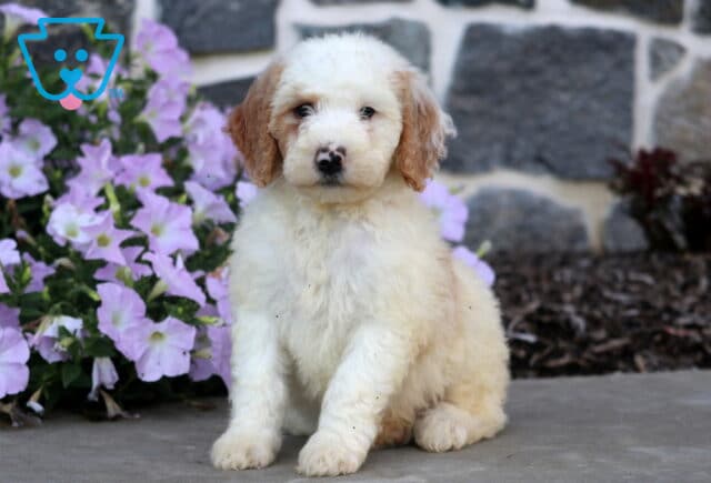 Dougie MIni Goldendoodle image