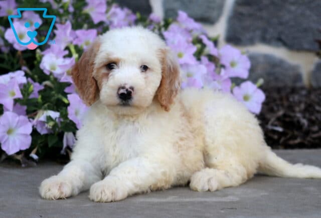 Dougie MIni Goldendoodle2 image