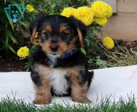 Drake Yorkie