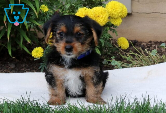 Drake Yorkie image