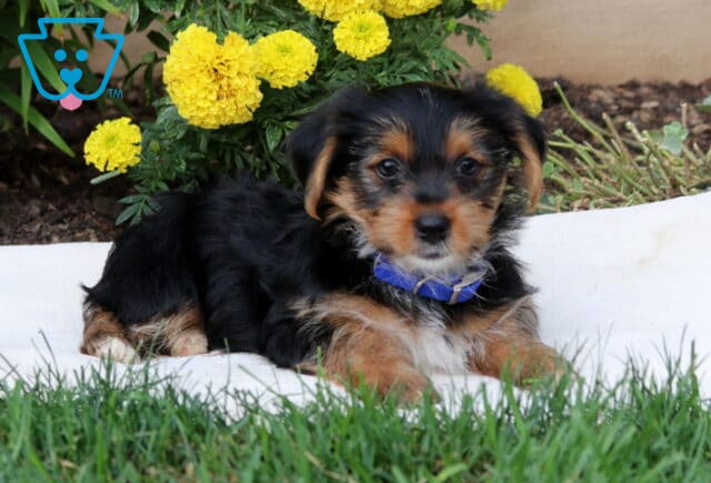 Drake Yorkie2 image
