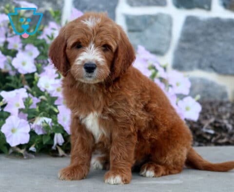 Drew Mini Goldendoodle