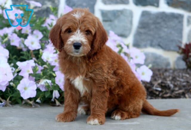 Drew Mini Goldendoodle image