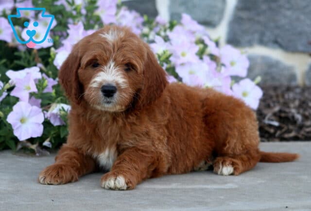 Drew Mini Goldendoodle2 image