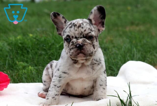 Duke French Bulldog image