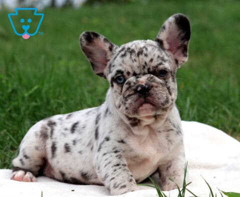 Duke French Bulldog2