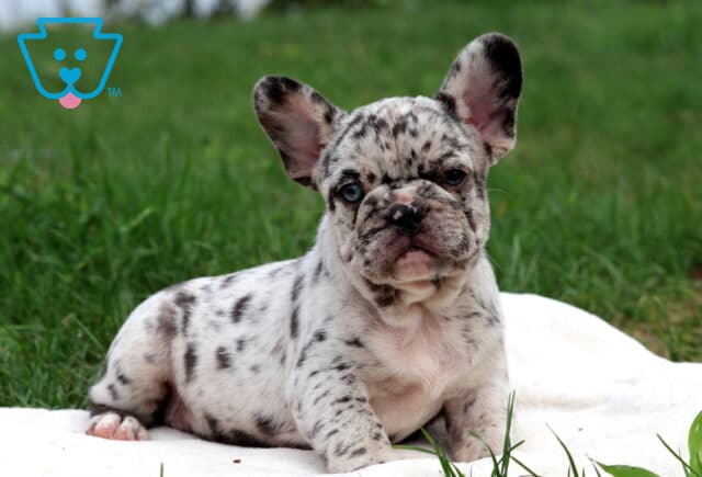 Duke French Bulldog2 image