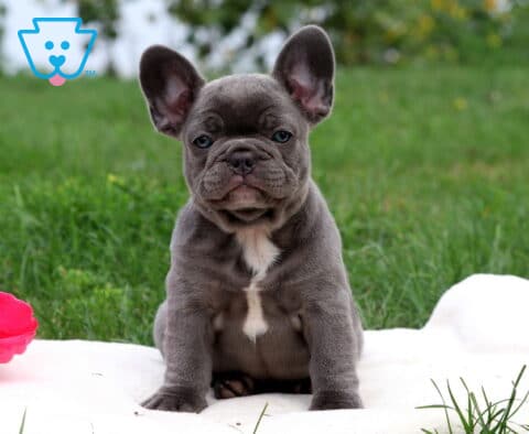 Dutchess French Bulldog