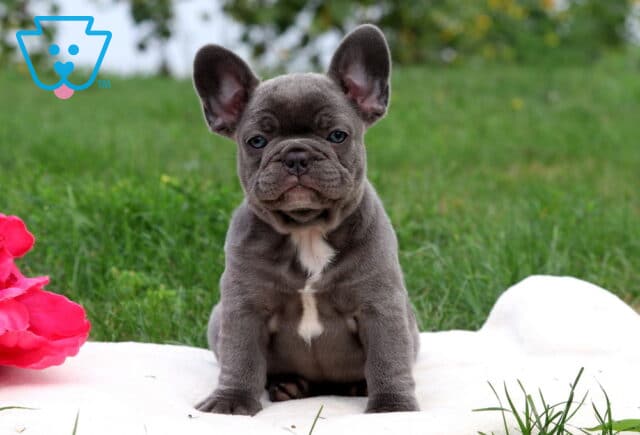 Dutchess French Bulldog image
