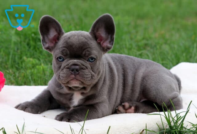 Dutchess French Bulldog2 image