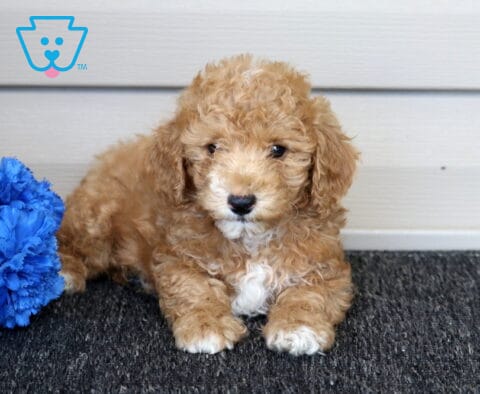 Easton Mini Poodle