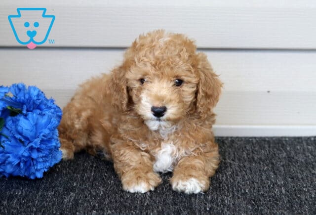 Easton Mini Poodle image