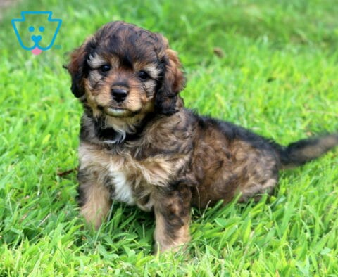 Ellie Cavapoo-001
