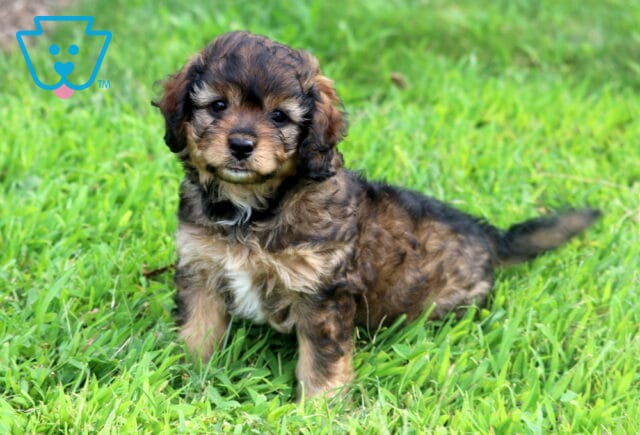 Ellie Cavapoo-001 image