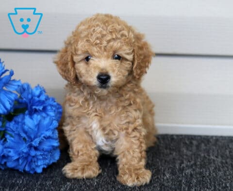 Elliot Mini Poodle