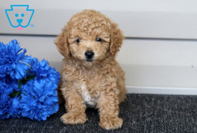Elliot Mini Poodle image