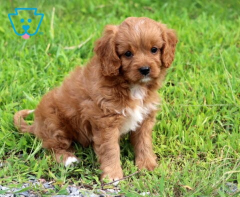 Ellis Cavapoo-001