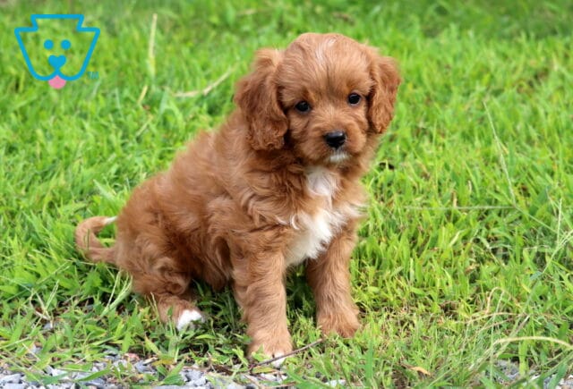 Ellis Cavapoo-001 image