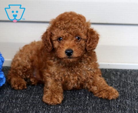 Ellis Mini Poodle