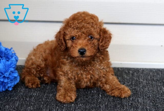 Ellis Mini Poodle image