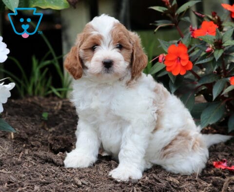 Finn Mini Goldendoodle