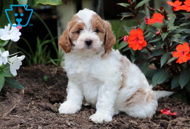 Finn Mini Goldendoodle image
