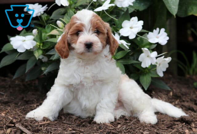 Finn Mini Goldendoodle2 image