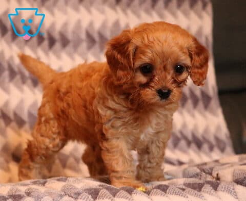 Flinn Cavapoo